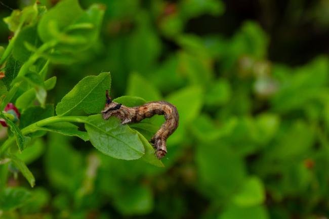 Scalloped Oak (Crocallis elinguaria), larval, N/A. Waldridge Fell, 18-05-2024. Copyright Christopher Blakey.
