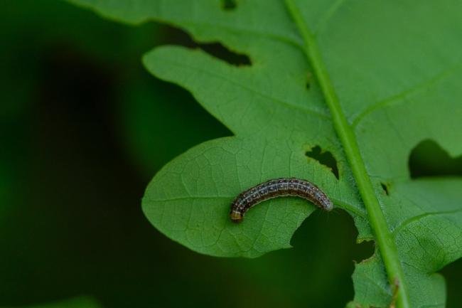 Tortricodes alternella, larval, N/A. Waldridge Fell, 18-05-2024. Copyright Christopher Blakey.