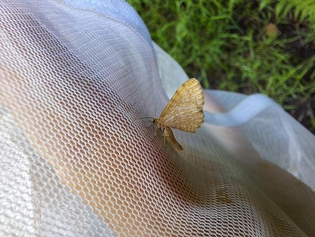 Dingy Shell (Euchoeca nebulata), adult. Waldridge Fell, 25-05-2024. Copyright Christopher Blakey.