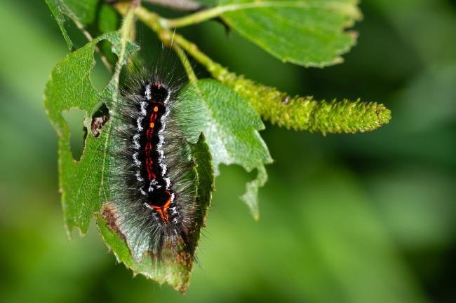 Yellow-tail (Euproctis similis), larval, N/A. Felledge, 25-05-2024. Copyright Christopher Blakey.