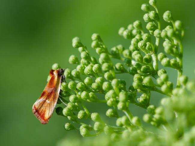 Eulia ministrana, adult. Felledge, 25-05-2024. Copyright Christopher Blakey.