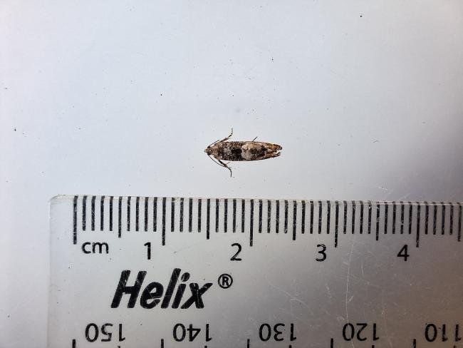 Epinotia rubiginosana, adult. Waldridge Fell, 27-05-2024. Copyright Christopher Blakey.
