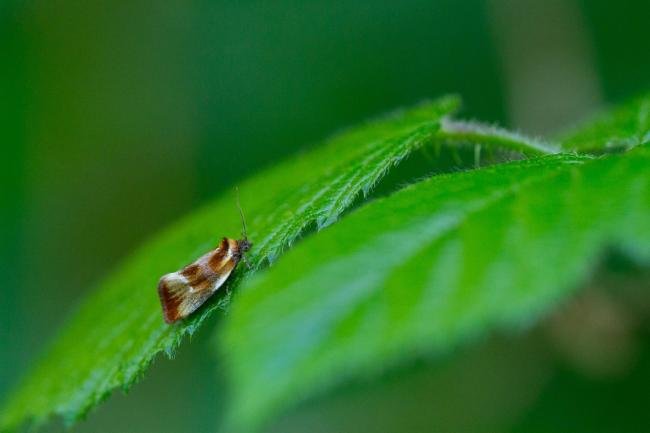 Eulia ministrana, adult. Felledge, 31-05-2024. Copyright Christopher Blakey.