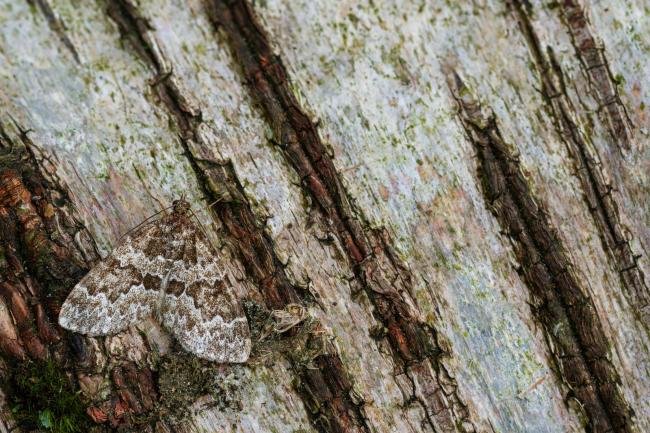 Broken-barred Carpet (Electrophaes corylata), adult. Waldridge Fell, 01-06-2024. Copyright Christopher Blakey.