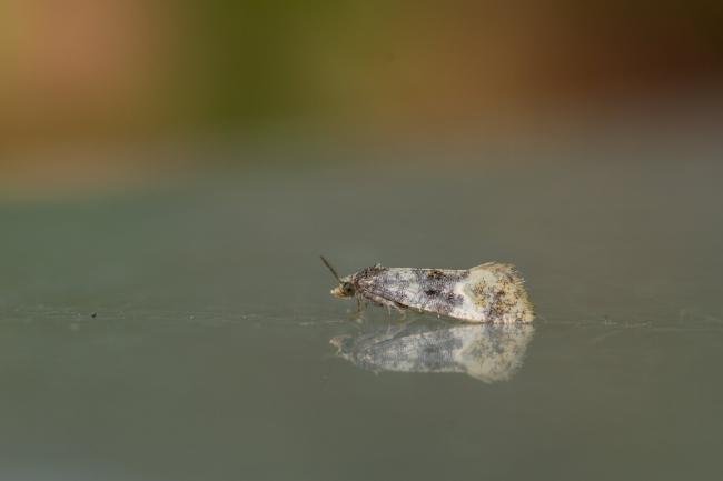 Thyraylia nana, adult. Waldridge Fell, 01-06-2024. Copyright Christopher Blakey.