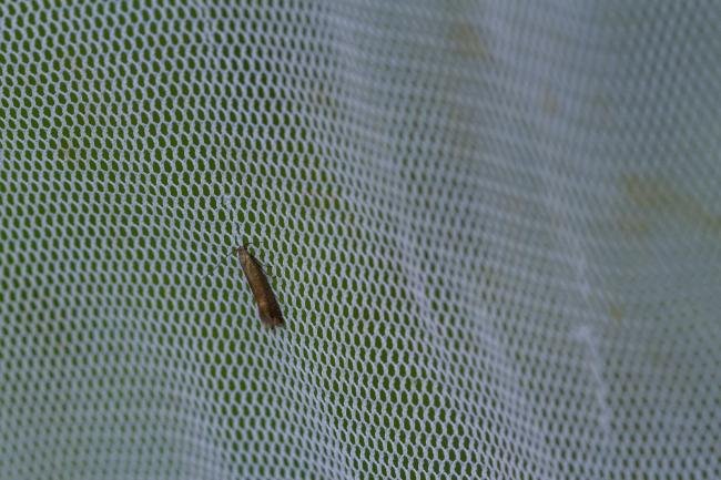 Glyphipterix thrasonella f. cladiella, adult. Daisy Hill, 21-06-2024. Copyright Christopher Blakey.