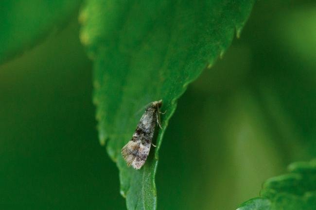 Thyraylia nana, adult. Felledge, 21-06-2024. Copyright Christopher Blakey.