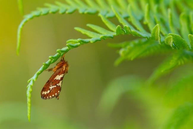 Gold Swift (Phymatopus hecta), adult, male. West Moor Plantation, 24-06-2024. Copyright Christopher Blakey.
