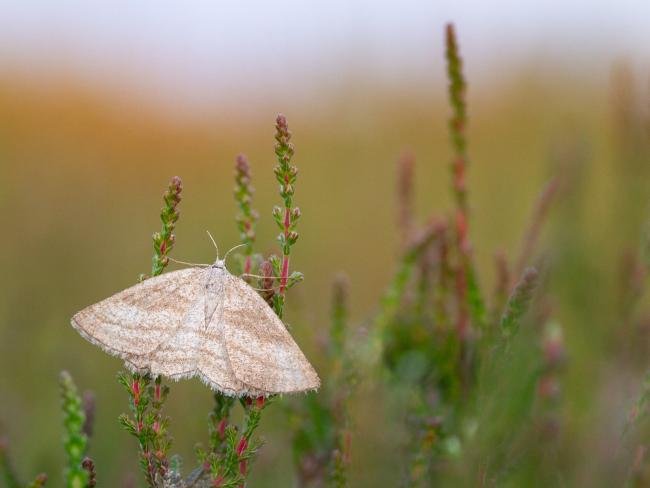 Grass Wave (Perconia strigillaria), adult, female. Doctors Gate, 24-06-2024. Copyright Christopher Blakey.