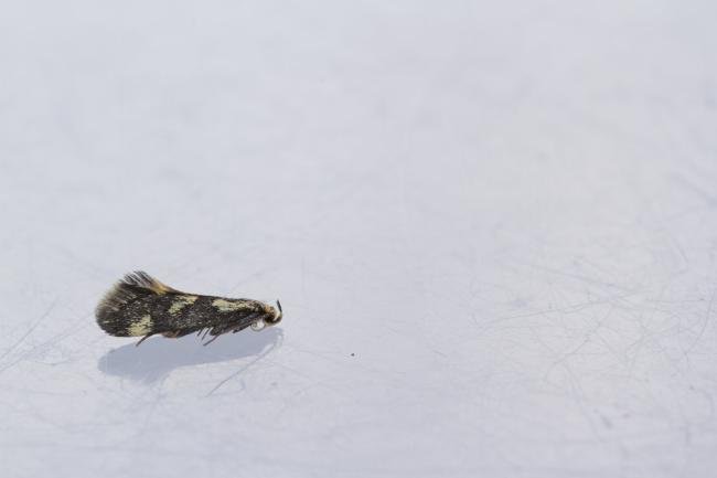 Denisia similella, adult. Doctors Gate, 26-06-2024. Copyright Christopher Blakey.