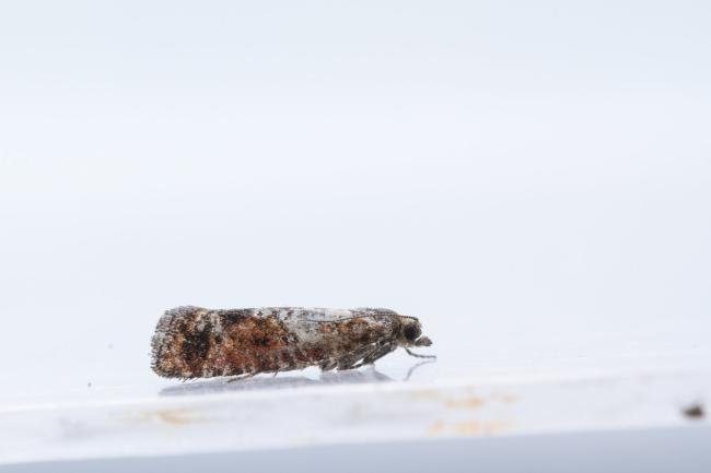 Spotted Shoot Moth (Rhyacionia pinivorana), adult. Doctors Gate, 26-06-2024. Copyright Christopher Blakey.