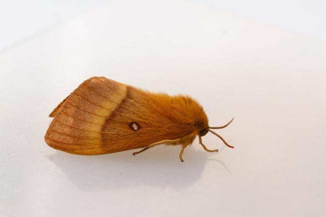Oak Eggar (Lasiocampa quercus), adult, female. Doctors Gate, 26-06-2024. Copyright Christopher Blakey.