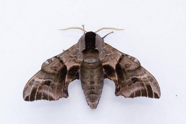 Eyed Hawk-moth (Smerinthus ocellata), adult. Framwellgate Moor, 27-06-2024. Copyright Christopher Blakey.