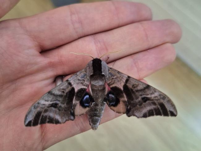 Eyed Hawk-moth (Smerinthus ocellata), adult. Framwellgate Moor, 27-06-2024. Copyright Christopher Blakey.