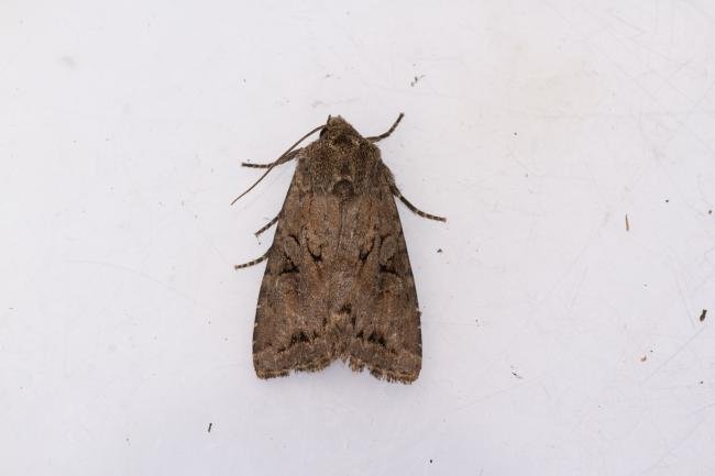 Dingy Shears (Fissipunctia ypsillon), adult. Framwellgate Moor, 27-06-2024. Copyright Christopher Blakey.