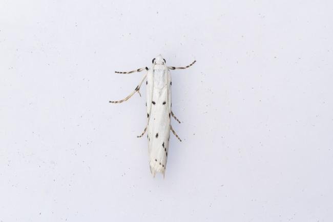 Thistle Ermine (Myelois circumvoluta), adult. Framwellgate Moor, 27-06-2024. Copyright Christopher Blakey.