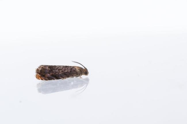 Grapholita janthinana, adult. Framwellgate Moor, 27-06-2024. Copyright Christopher Blakey.