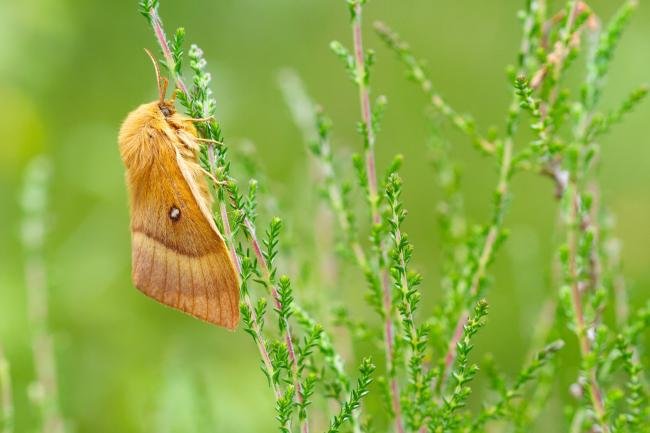 Oak Eggar (Lasiocampa quercus), adult, female. Doctors Gate, 27-06-2024. Copyright Christopher Blakey.
