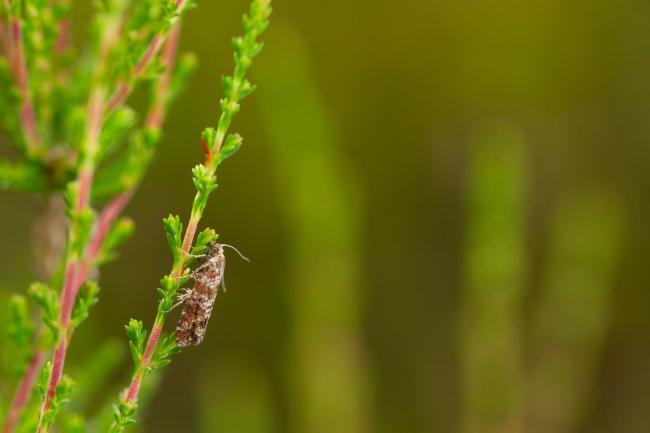 Spotted Shoot Moth (Rhyacionia pinivorana), adult. Doctors Gate, 27-06-2024. Copyright Christopher Blakey.