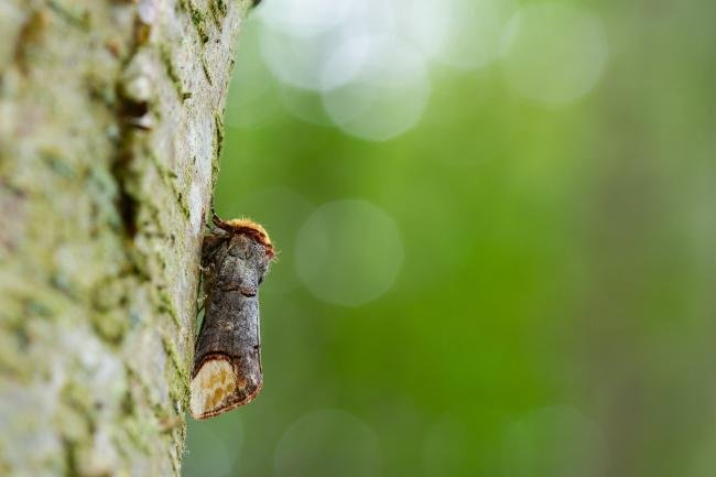 Buff-tip (Phalera bucephala), adult. Hisehope Burn, 02-07-2024. Copyright Christopher Blakey.