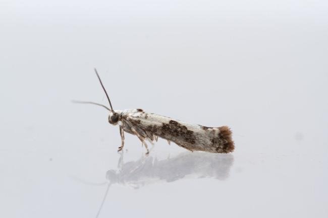 Ash Bud Moth (Prays fraxinella), adult. Town Kelloe Bank, 12-07-2024. Copyright Christopher Blakey.