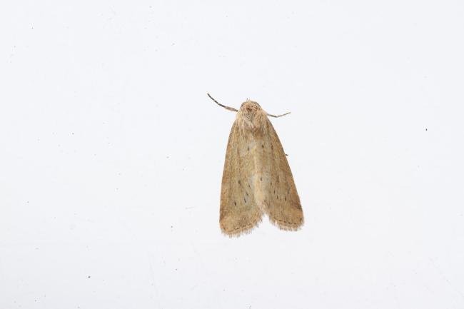 Small Dotted Buff (Photedes minima), adult. Town Kelloe Bank, 12-07-2024. Copyright Christopher Blakey.