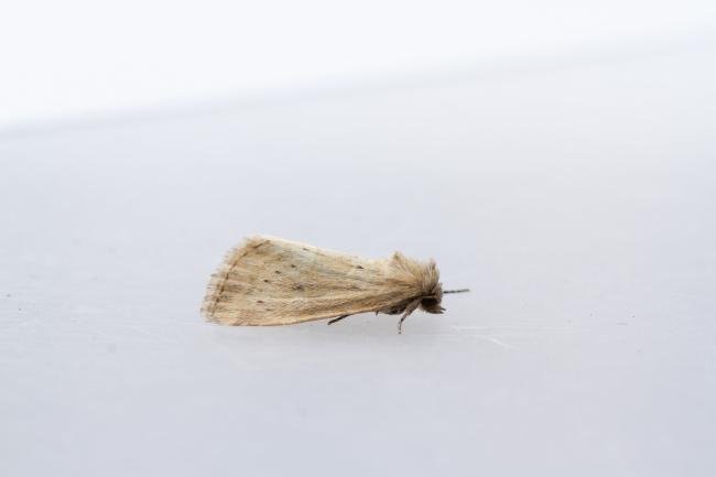 Small Dotted Buff (Photedes minima), adult. Town Kelloe Bank, 12-07-2024. Copyright Christopher Blakey.