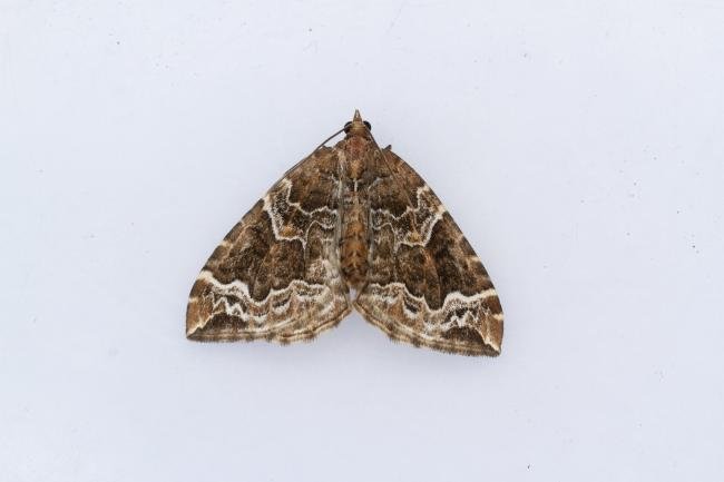 Phoenix (Eulithis prunata), adult. Castle Eden Dene, 16-07-2024. Copyright Christopher Blakey.