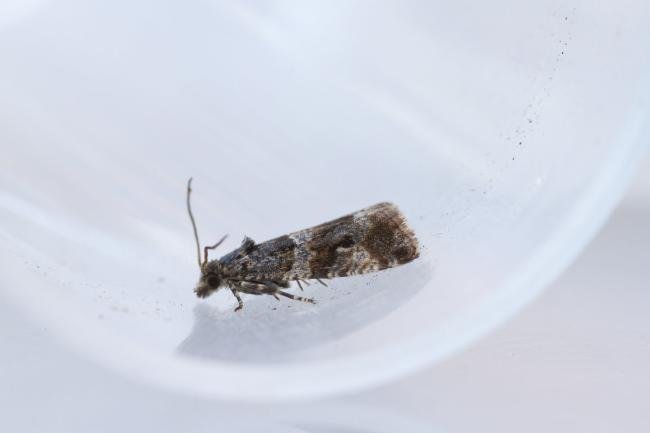 Lobesia abscisana, adult. Framwellgate Moor, 21-07-2024. Copyright Christopher Blakey.