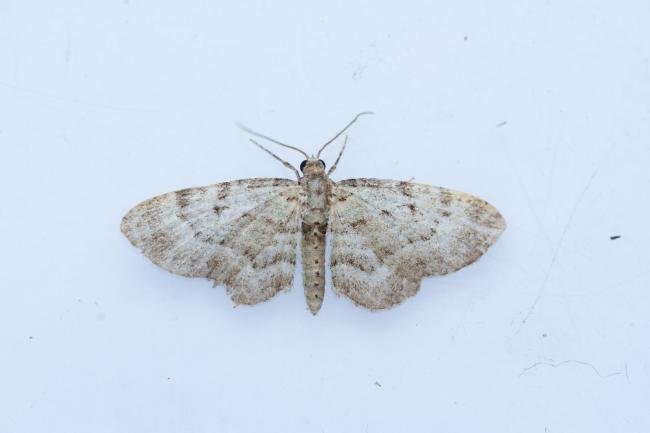 Bilberry Pug (Pasiphila debiliata), adult. Waldridge Fell, 21-07-2024. Copyright Christopher Blakey.