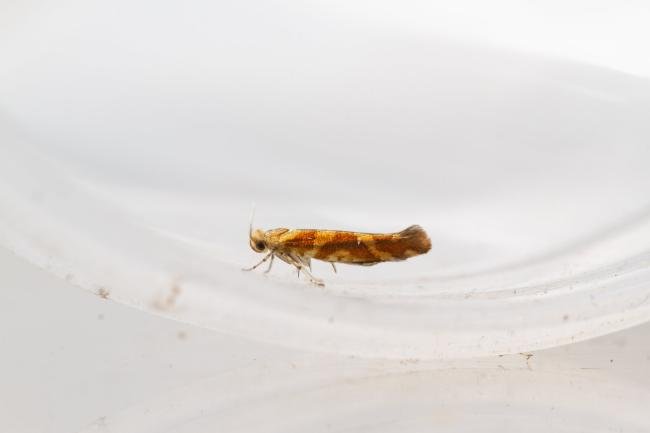 Argyresthia goedartella, adult. Waldridge Fell, 22-07-2024. Copyright Christopher Blakey.