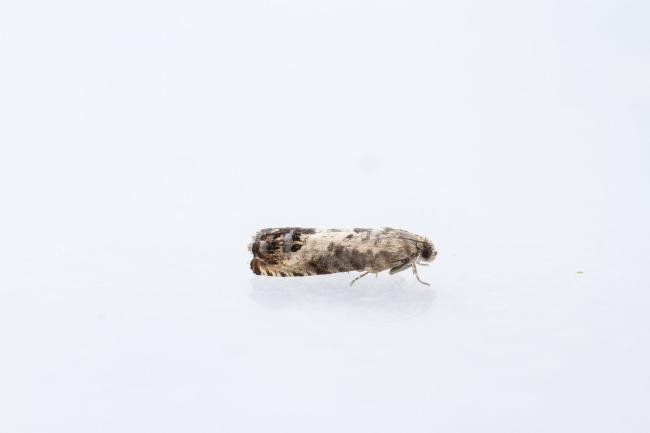 Pammene fasciana, adult. Waldridge Fell, 22-07-2024. Copyright Christopher Blakey.