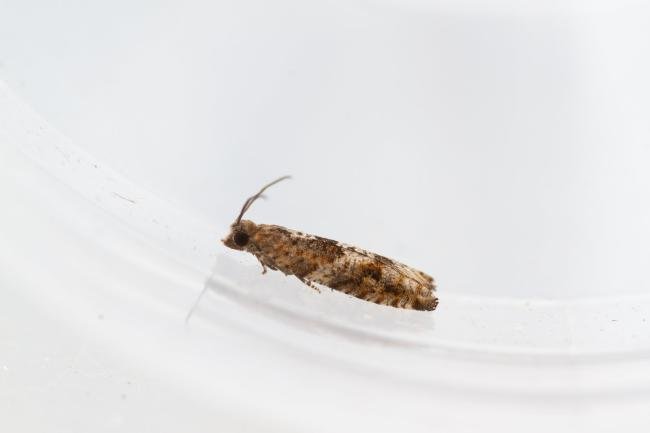 Holly Tortrix (Rhopobota naevana), adult. Waldridge Fell, 22-07-2024. Copyright Christopher Blakey.