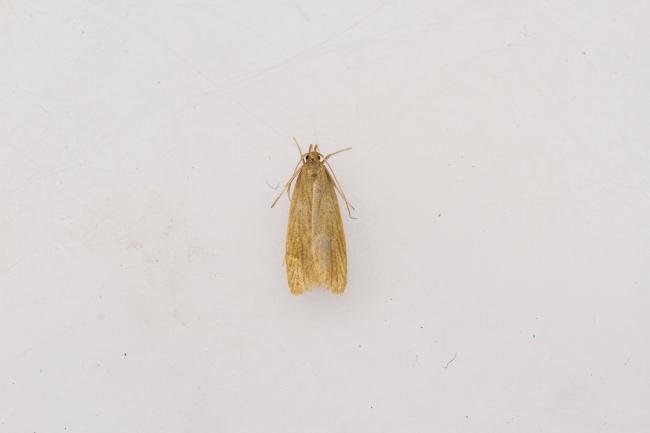 Helcystogramma rufescens, adult. Waldridge Fell, 22-07-2024. Copyright Christopher Blakey.