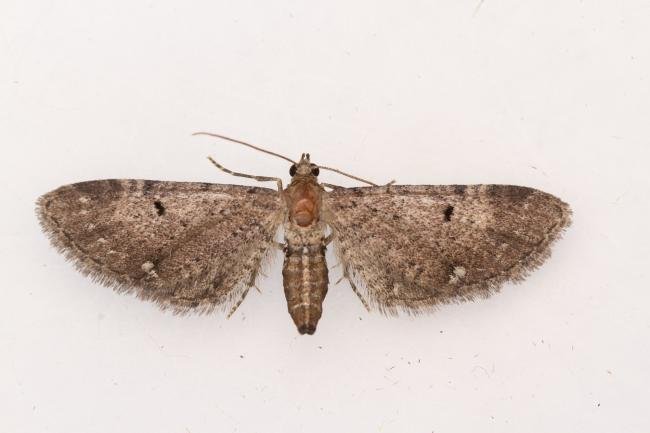 Wormwood Pug (Eupithecia absinthiata) f. absinthiata, adult. Waldridge Fell, 22-07-2024. Copyright Christopher Blakey.