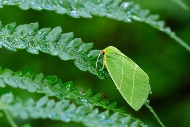 Scarce Silver-lines (Bena bicolorana), adult. Waldridge Fell, 22-07-2024. Copyright Christopher Blakey.