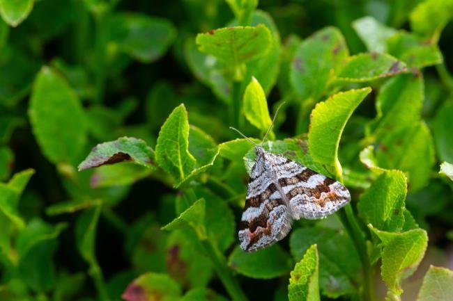 Manchester Treble-bar (Carsia sororiata), adult. Muggleswick Park, 28-07-2024. Copyright Christopher Blakey.