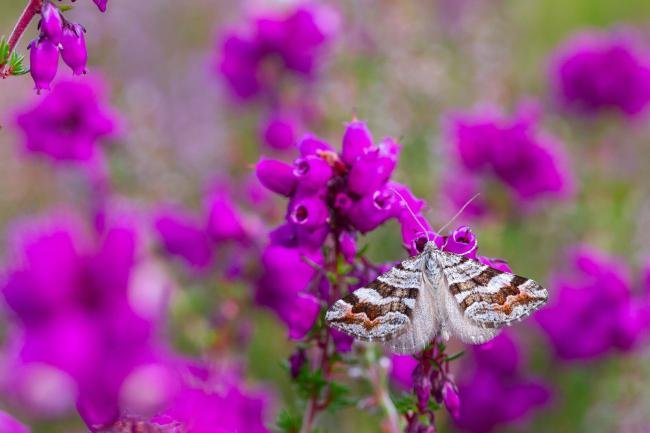 Manchester Treble-bar (Carsia sororiata), adult. Muggleswick Park, 28-07-2024. Copyright Christopher Blakey.