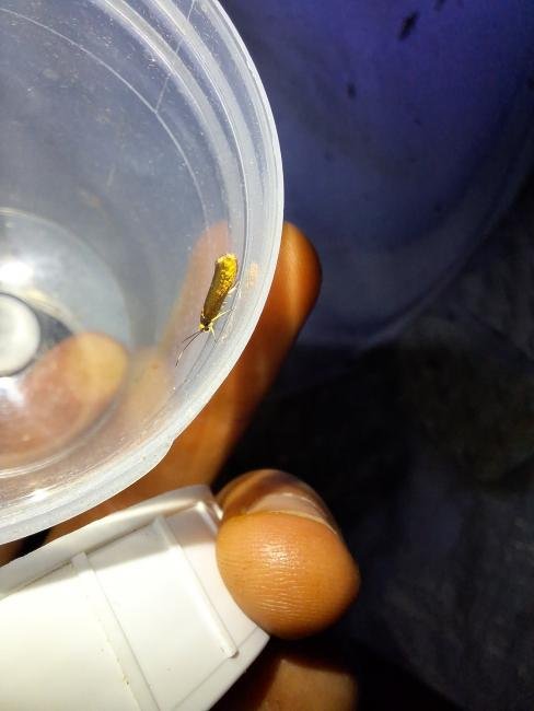 Roeslerstammia erxlebella, adult. Hardwick Park, 30-07-2024. Copyright Christopher Blakey.