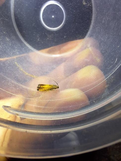 Pammene aurita, adult. Hardwick Park, 30-07-2024. Copyright Christopher Blakey.