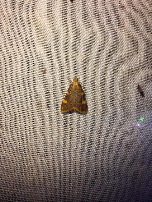 Gold Triangle (Hypsopygia costalis), adult. Hardwick Park, 30-07-2024. Copyright Christopher Blakey.