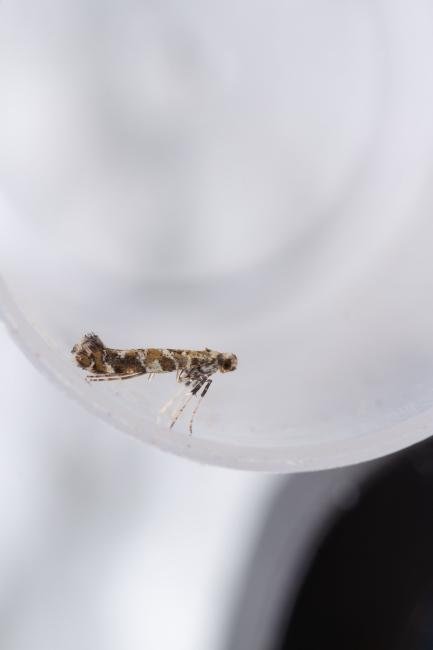 Gracillaria syringella, adult. Taken outside Durham (Mid Ebudes), 14-08-2024. Copyright Christopher Blakey.