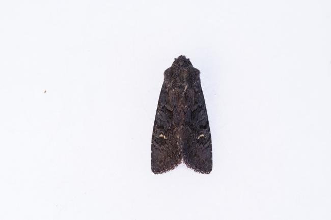 Black Rustic (Aporophyla nigra), adult. Limekiln Gill, 11-09-2024. Copyright Christopher Blakey.