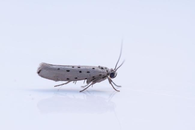 Orchard Ermine (Yponomeuta padella), adult. Limekiln Gill, 11-09-2024. Copyright Christopher Blakey.