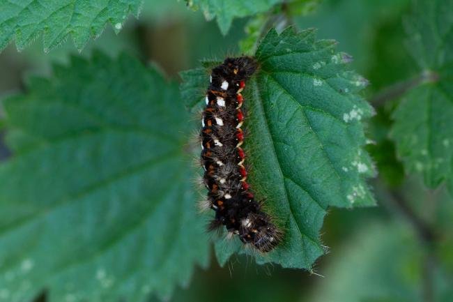 Knot Grass (Acronicta rumicis), larval, N/A. Taken outside Durham (Cumbria), 19-09-2024. Copyright Christopher Blakey.