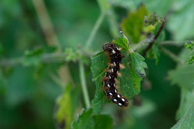 Knot Grass (Acronicta rumicis), larval, N/A. Taken outside Durham (Cumbria), 19-09-2024. Copyright Christopher Blakey.
