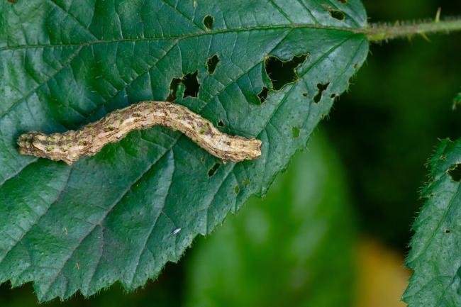 Scalloped Hazel (Odontopera bidentata), larval, N/A. Edmondsley Wood, 19-10-2024. Copyright Christopher Blakey.