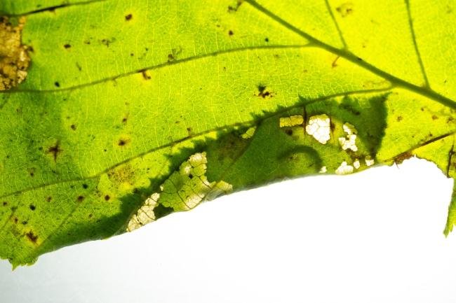 Parornix devoniella, larval, N/A. Edmondsley Wood, 19-10-2024. Copyright Christopher Blakey.