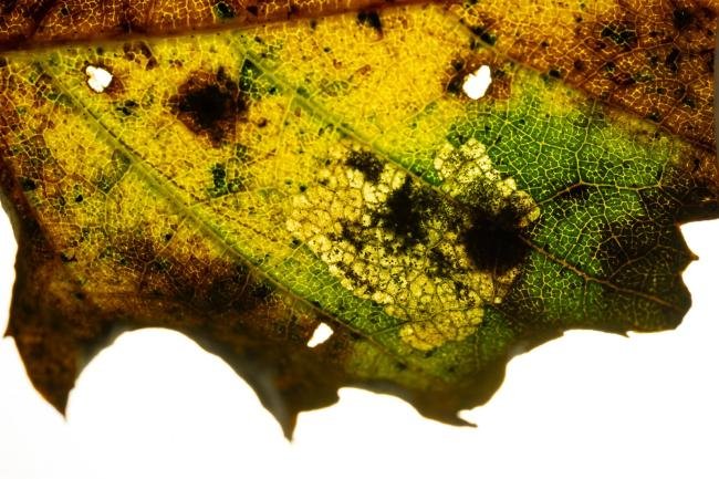 Ectoedemia occultella, mine, N/A. Waldridge Fell, 31-10-2024. Copyright Christopher Blakey.