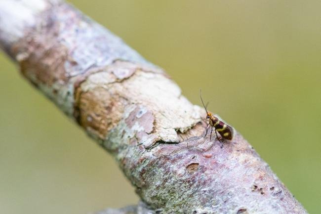 Micropterix aureatella, adult. Knitsley Fell, 12-05-2025. Copyright Christopher Blakey.